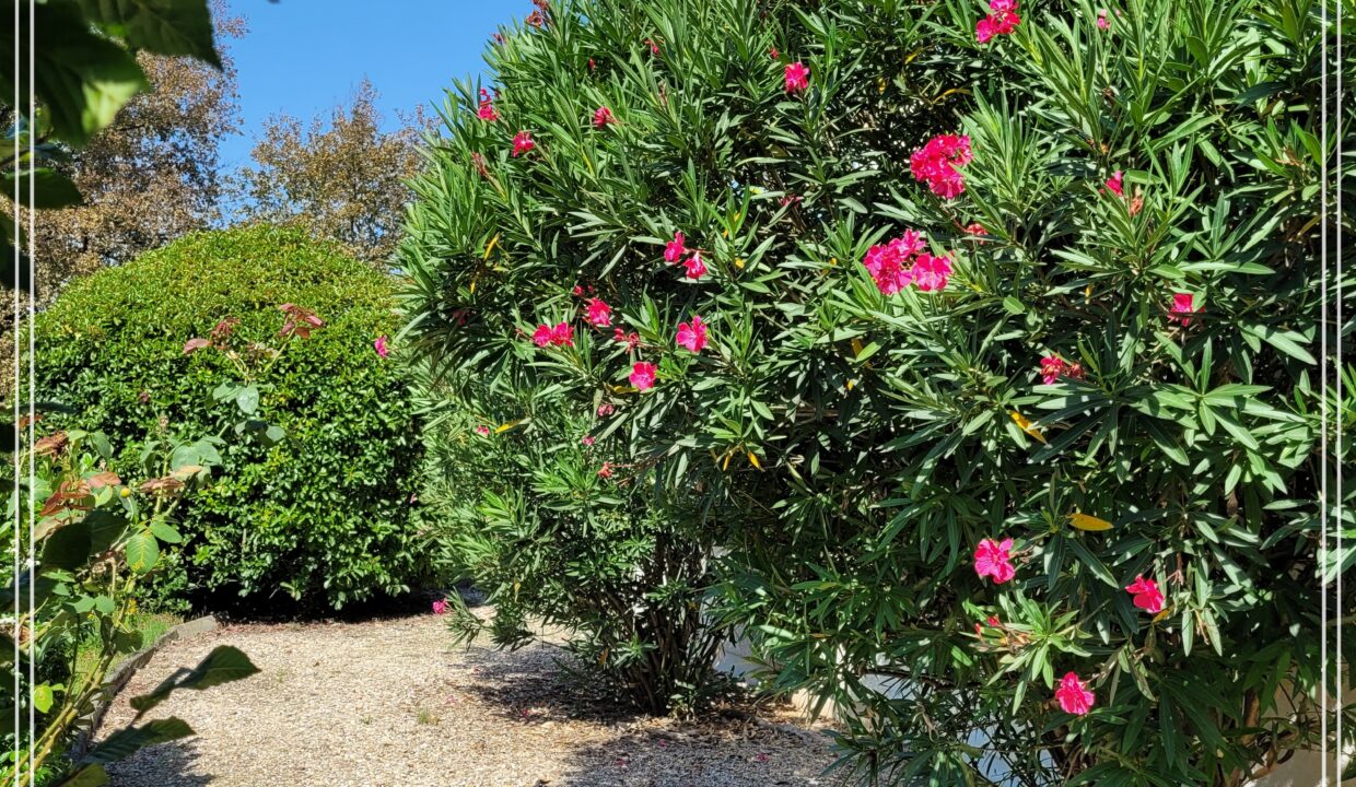 jardin laurier