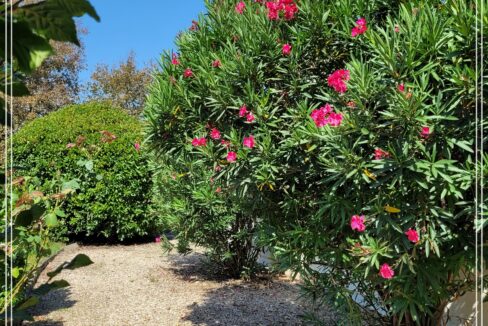 jardin laurier