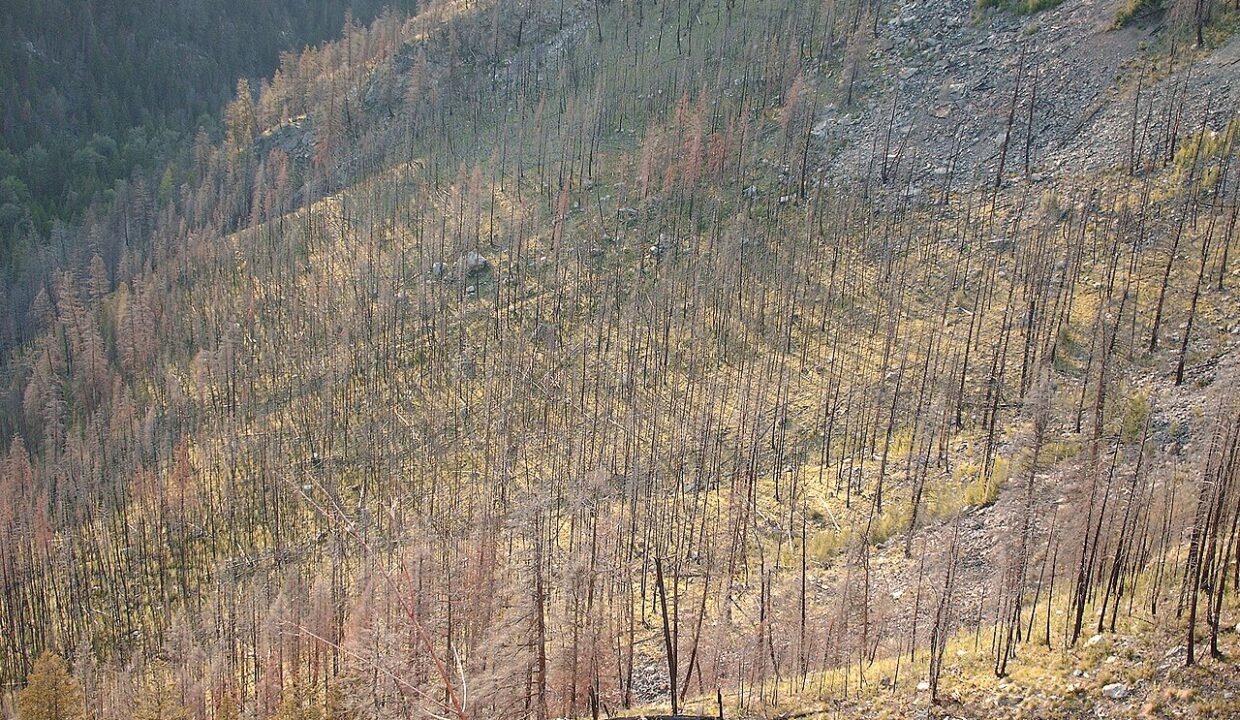 gros bessillon — Forest Fire Damage - panoramio