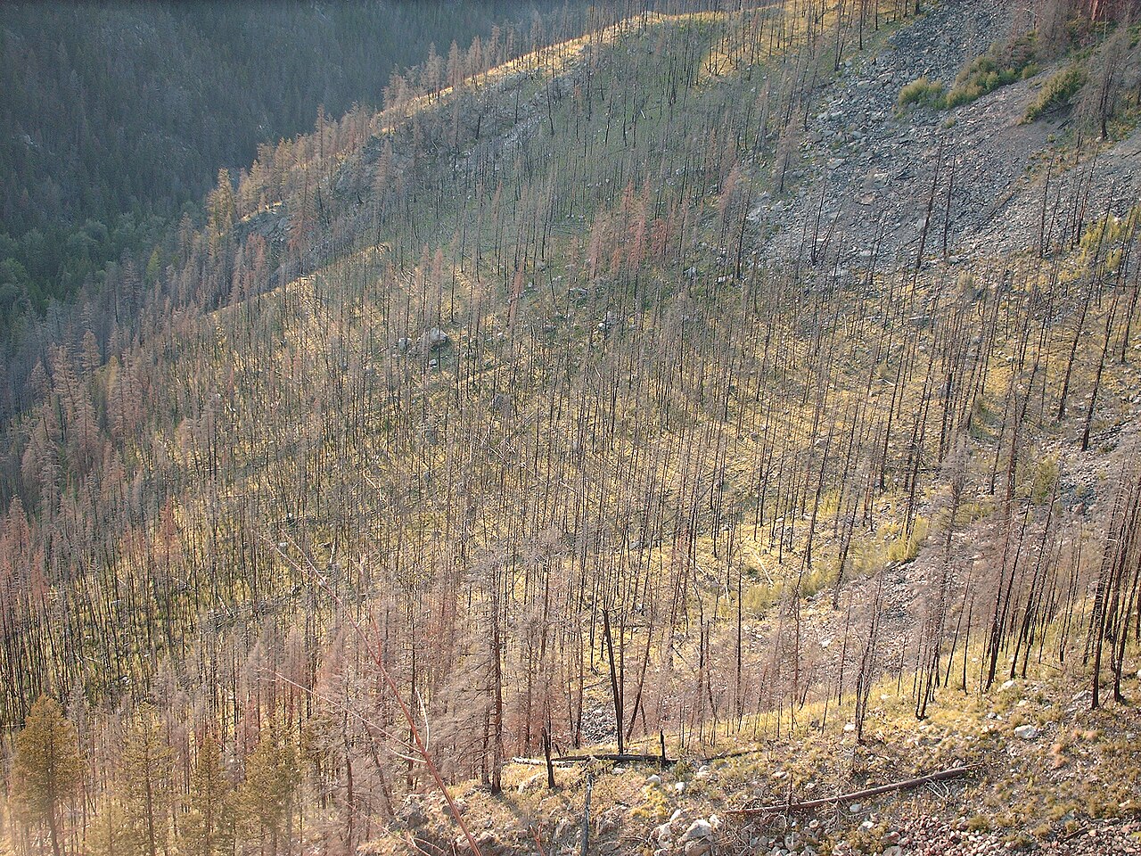 Incendie du Gros Bessillon : 41 maisons détruites dans le Var