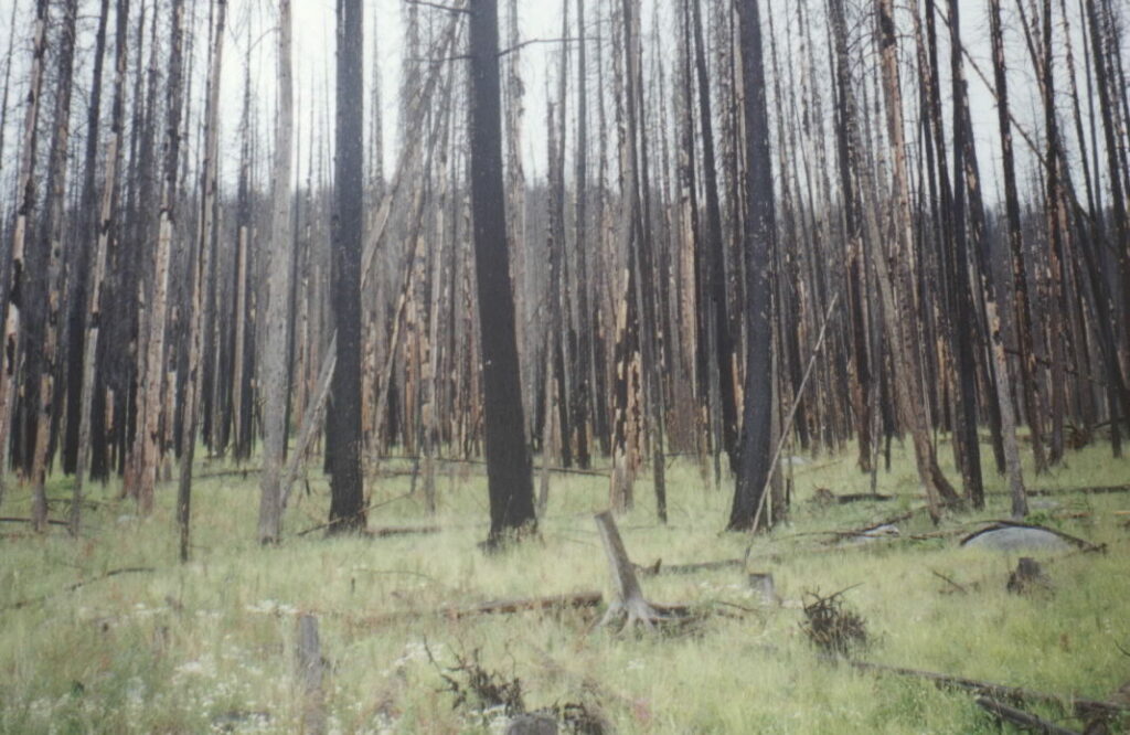 gros bessillon — Forest fire damage along Sherman Pass (1701634245)